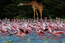 實(shí)拍肯尼亞百萬火烈鳥遷徙壯觀景象