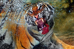 猛虎潛水中撲食 來勢(shì)洶涌