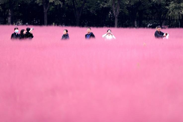 邂逅這片“粉霧?！?>
     <p>邂逅這片“粉霧?！?/p>
</a>
        </div>
    </div>
    <!--推薦圖集end-->
    <div   id=