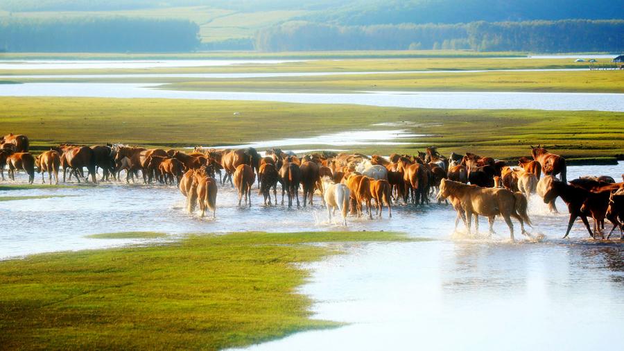 仲夏，來呼倫貝爾清涼一夏