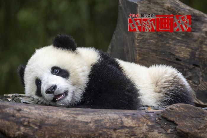 被“圓滾滾”萌暈了！