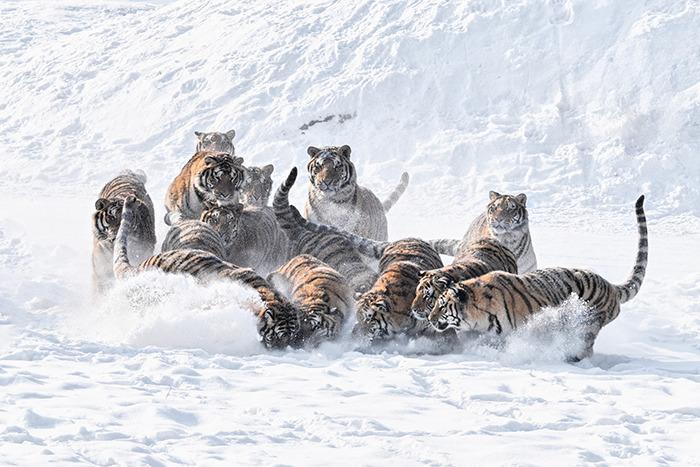 圍觀國家一級重點保護(hù)動物“團(tuán)戰(zhàn)”