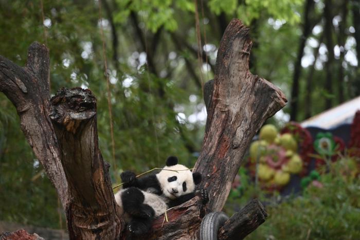 開(kāi)啟“吃播”模式 大熊貓萌態(tài)十足