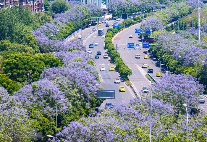 重慶藍(lán)花楹盛開 城市道路變身“紫色花?！?>
     <p>重慶藍(lán)花楹盛開 城市道路變身“紫色花?！?/p>
</a><a href=