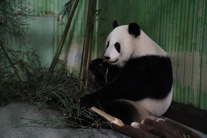 大熊貓“福娃”“鳳儀”平安回國(guó)