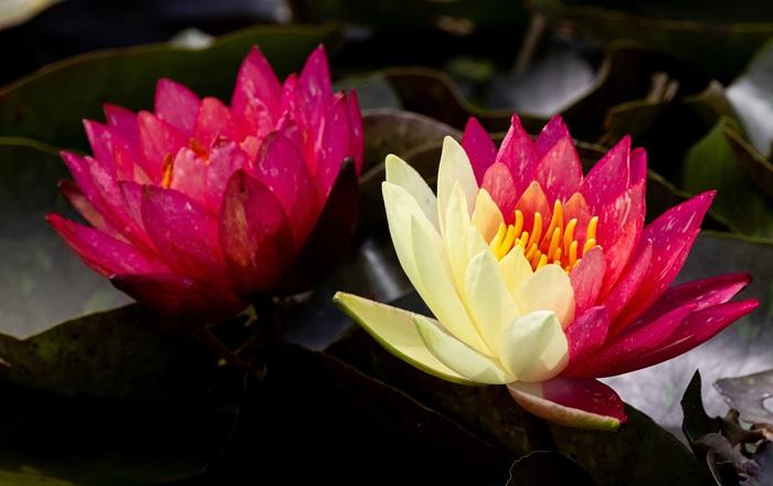 好運“蓮蓮”！安徽淮北雙色睡蓮驚艷綻放