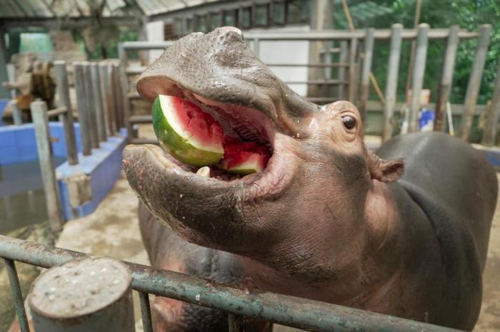 鄭州最高氣溫突破40℃ 動物避暑有“涼”方