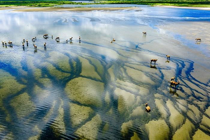 江蘇東臺(tái)條子泥濕地風(fēng)光美如畫(huà)