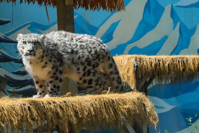 青海西寧：網(wǎng)紅雪豹“凌小蟄”康復(fù)訓(xùn)練引關(guān)注