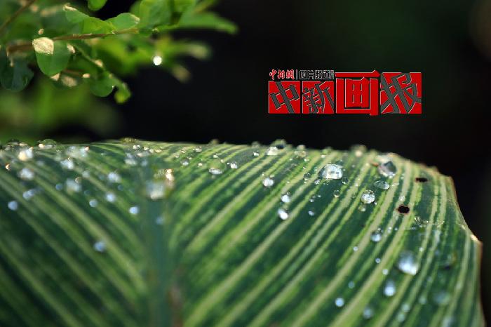 【中新畫(huà)報(bào)】草木掛清露 山川斂秋色