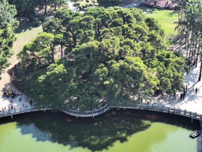 榕城“榕樹(shù)王”獨(dú)木成林 冠幅達(dá)1330平方米