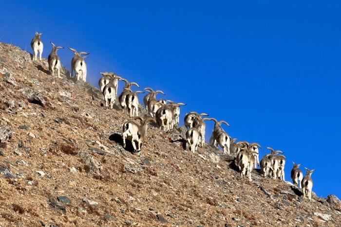 上百只巖羊現(xiàn)身青海德令哈柏樹山地區(qū)