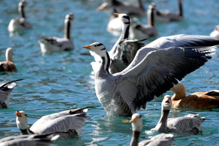 冬日拉薩候鳥“集結”越冬