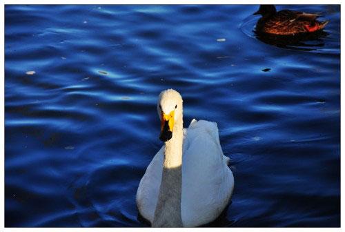 本周數(shù)碼相機(jī)市場(chǎng) 消費(fèi)者關(guān)注度前十熱機(jī)