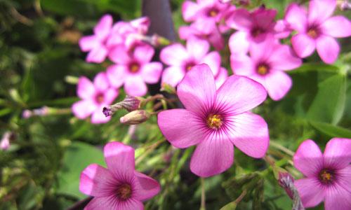 本周數(shù)碼相機市場 消費者關注度前十熱機