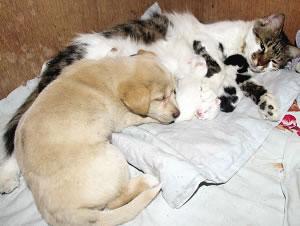 狗崽認花貓為母與其母子形影不離(圖)