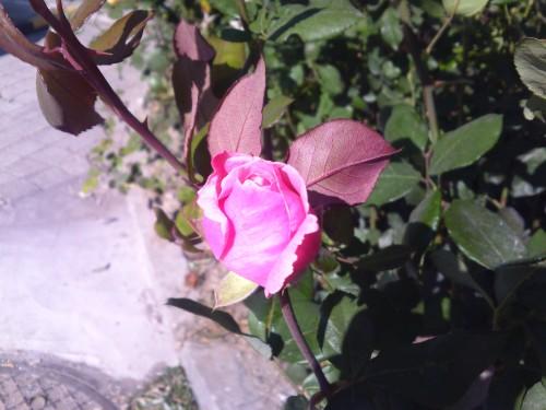 21��9�����֫F�֙C(j��) LG BL40e�u(p��ng)�y(c��)��(b��o)��