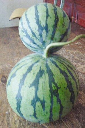 江蘇高郵出現(xiàn)罕見連體西瓜(圖)