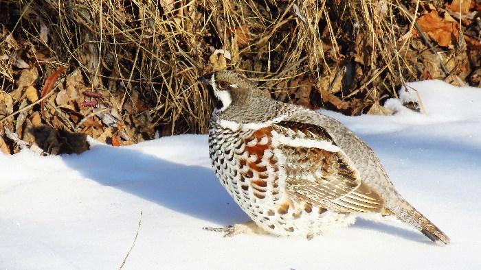 -30℃！花尾榛雞勇敢做客“中國(guó)冷極”