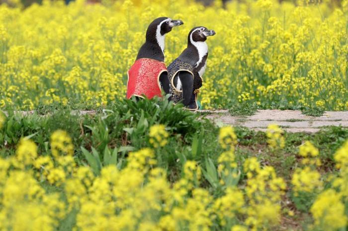 愜意！南京海底世界洪氏環(huán)企鵝戶外踏青“享”春光